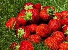 स्ट्रॉबेरी को ठीक से कैसे फ्रीज करें?